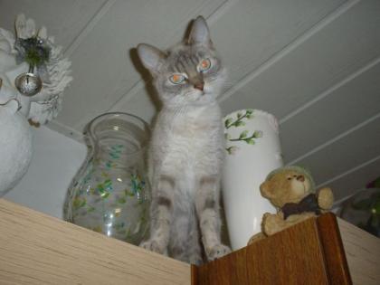Sehr schöne junge und interessante Siammixkatze sucht liebevolles Zuhause