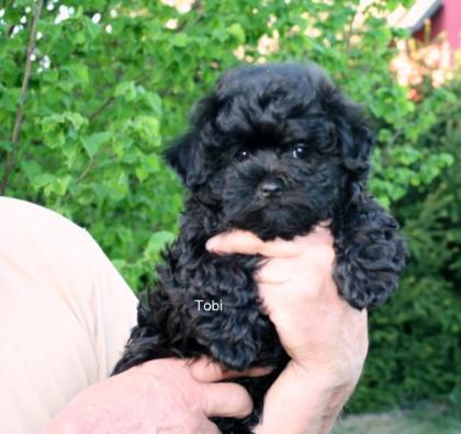 Bolonka Zwetna Welpen vom Fledermausturm, kleine Familienhunde