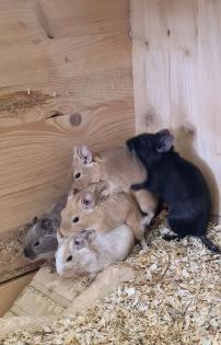 Degu Mädels suchen ein neues Zuhause