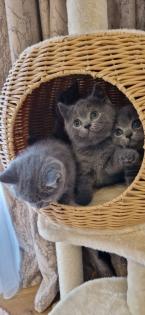 Bkh- kitten Bkh-kitten