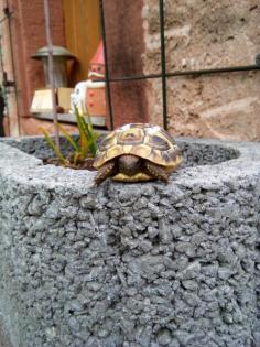 Junge Griechische Landschildkröten THB NZ 2021
