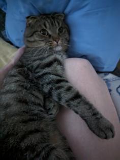 Kater schweren Herzens abzugeben