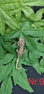 Correlophus ciliatus Kronengeckos 0. 0. 12