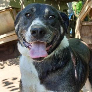 Wanja sucht ein Zuhause