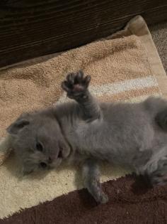 4 Kleine BKH-Kitten suchen ab dem 22. 06. 2023 ein liebevolles Zuhause
