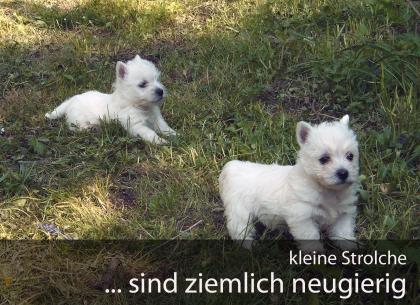 West Highland Terrier Welpen suchen dich