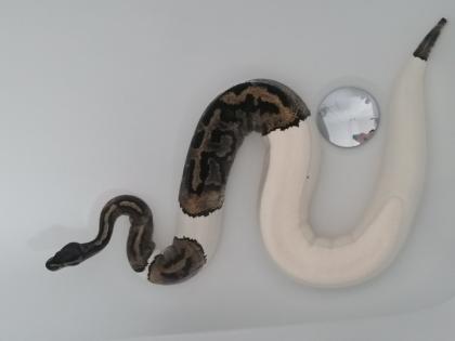 0. 1 Python regius Piebald Königspython Weibchen