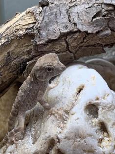 Pristurus carteri Dhofar Skorpionschwanzgeckos