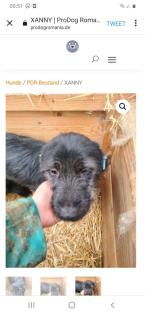 Tolle Welpen, Junghunde Hundesenioren