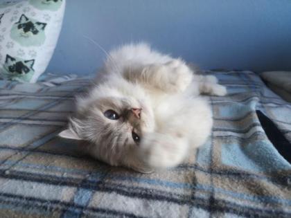 Heilige Birma Katze lilac-tabby-point