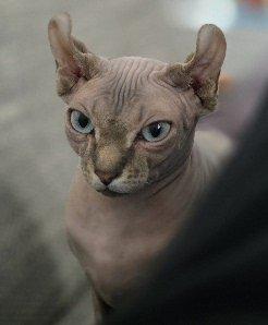 Sphynx Katze Weibchen