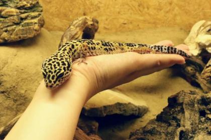 Leopardgecko Männchen