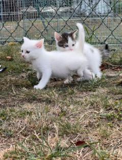 Kleine BKH-Mix Kitten