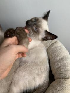 Siam Katzen Kitten, 2 Kater vollständig geimpft