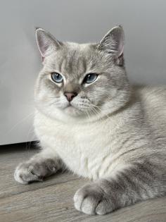 BKH Deckkater mit Stammbaum Videoüberwacht