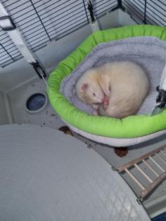 Mein Frettchen Max sucht ein neues Zuhause