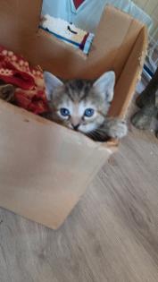 Kitten / Katzenbabys