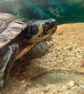 Wasserschildkröte - Gelbwange
