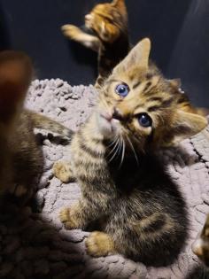 Reinrassige Bengal Kitten
