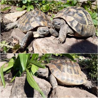 3 griechische Landschildkröten abzugeben