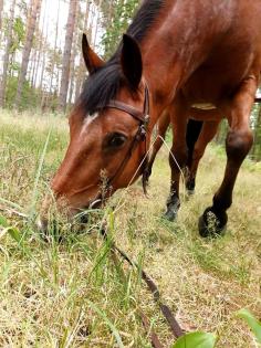 Suche eine Reitbeteiligung für meine dicken