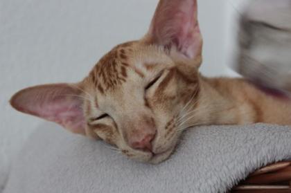 Wunderschöner orientalischer roter 1 jähriger Kater Kastriert abzugeben