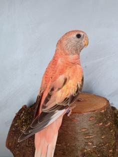 Bourkesittich Hennen in opalin rosa von Mai23