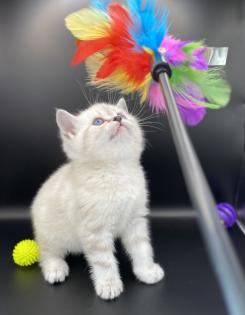 BKH-Kitten- Weibchen-Stammbaum