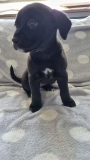 Old english bulldog-Red Fox Labrador welpen