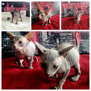 Don Sphinx Kitten