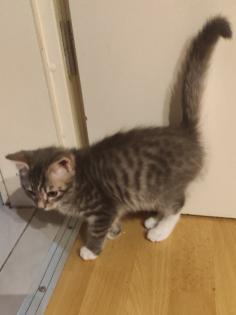 BKH Ragdoll Mix Kitten