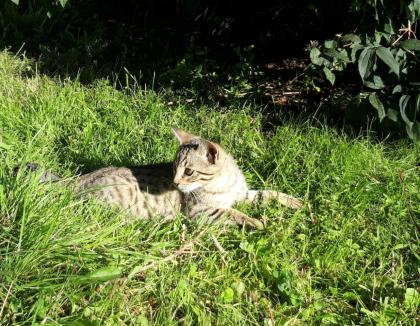 Reinrassige Bengal-Kitten