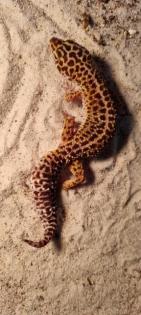 2 Leopardengeckos abzugeben