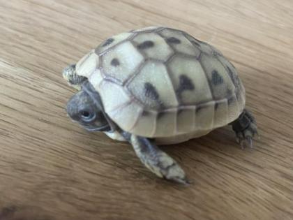 THH und THB griechische Landschildkröten Nachzuchten 2022
