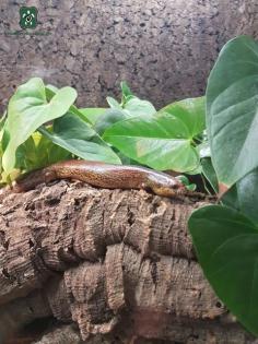 1, 2 Lygosoma corpulentum