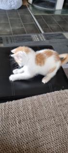 3 Miezis Hauskatzen absolut gesund