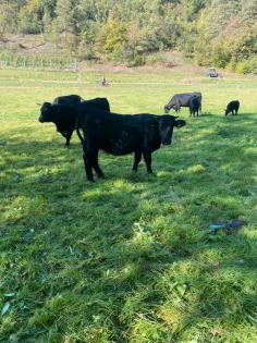 Welsh Black Rind Färse Bio