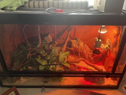 Terrarium mit besatz