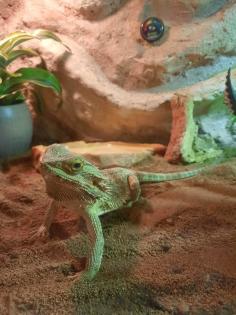 Bartagame mit Terrarium und Zubehör