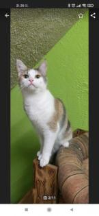 BKH/Maine Coon Mix Mädchen eventuell Tragend