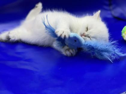 BKH Kitten mit Stammbaum