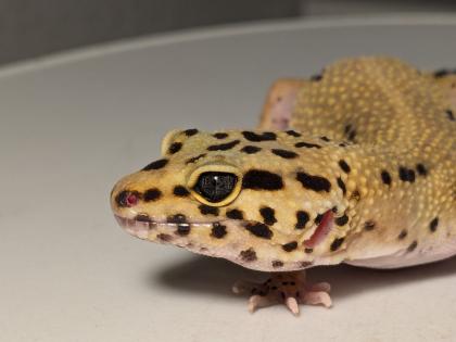Leopardgecko aus Rostock 24. 11. 2024
