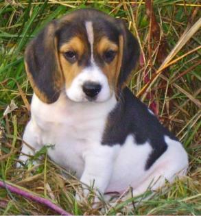 Reinrassige Beagle-Welpen zu verkaufen