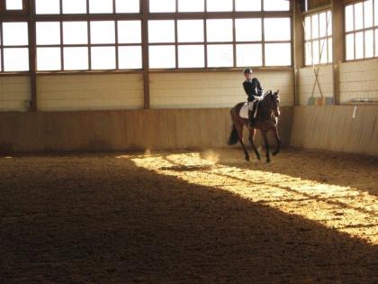 Suche dringend eine Reitbeteiligung