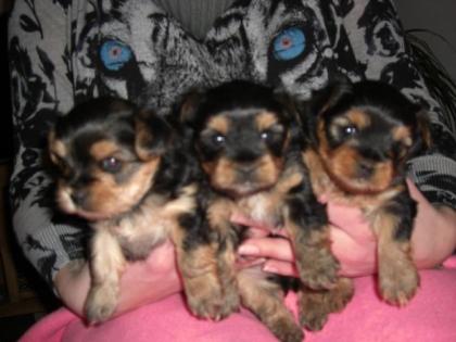 3 Reinrassige Yorki-Welpen zu Verkaufen