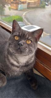 Reinrassig BKH Deckkater