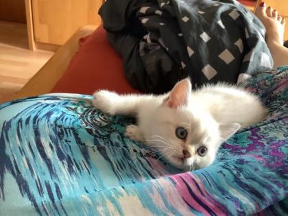 BkH Kitten