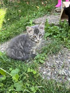 Mischling Katzen Kitten Baby