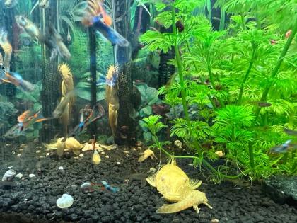 Guppy s Zwerggarnelen Schnecken Planzen