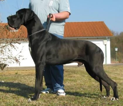 Deutsche Dogge schwarz Aron vom Harbker Schloss